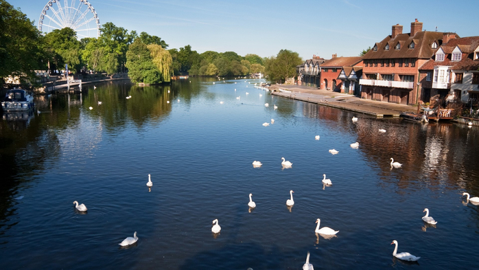 Swans on the River Thames between Windsor and Eton, Berkshire, England, UK (700x393, 313Kb)