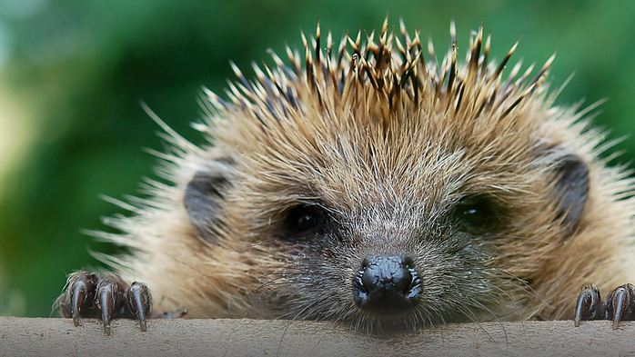 The European hedgehog (Erinaceus europaeus), Germany (700x393, 356Kb)