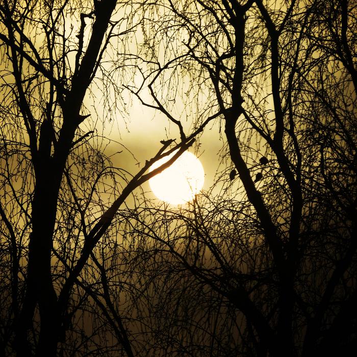 00 (700x700, 163Kb)