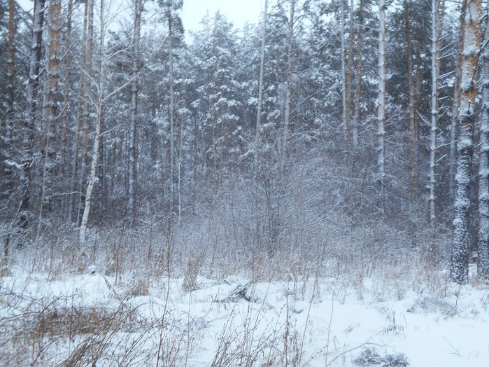 4533467_DSCN5203 (700x524, 199Kb)
