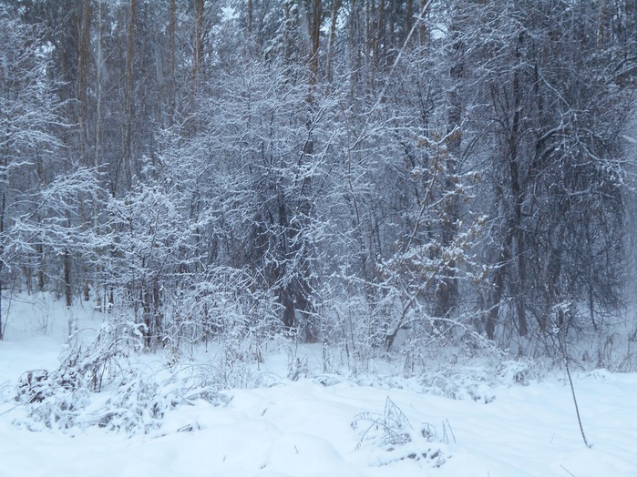 4533467_DSCN5205 (700x524, 188Kb)