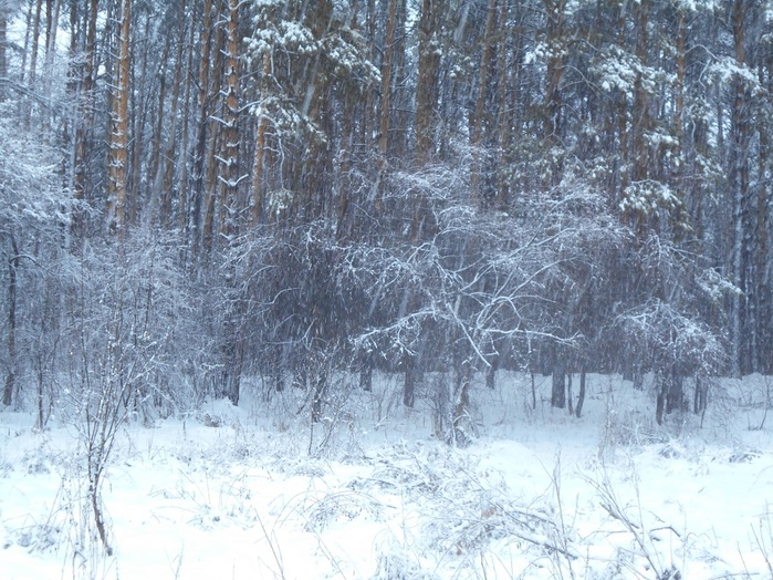 4533467_DSCN5206 (700x524, 191Kb)