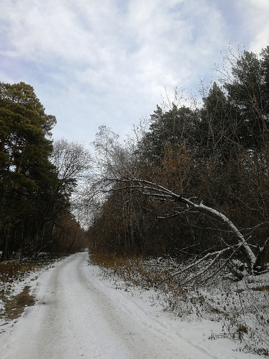 IMG_20231110_114908 (525x700, 420Kb)