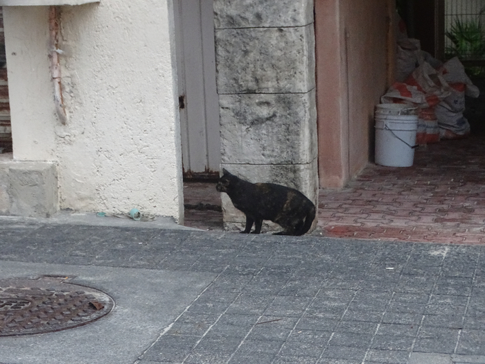 DSC00658 (700x525, 365Kb)