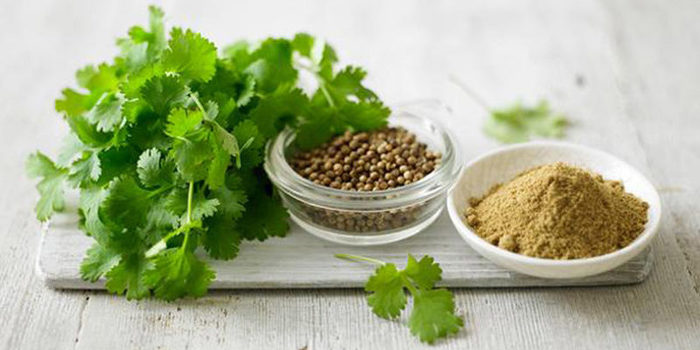 coriander-800x400 (700x350, 51Kb)