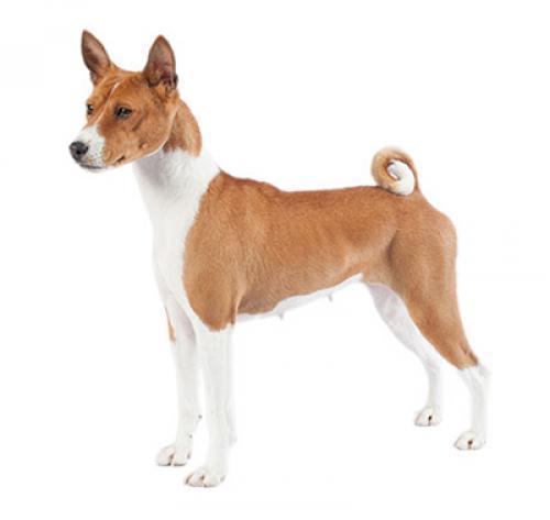 1 basenji (500x473, 13Kb)