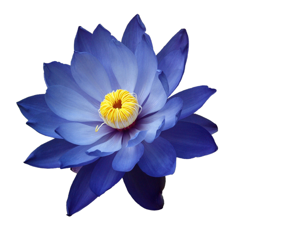 ildiko_create_0007_free_deco_2016_01_27 (605x454, 208Kb)