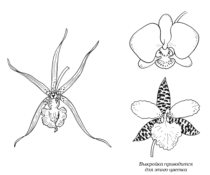 Мастер-класс Орхидеи Фаленопсис Phalaenopsis Полив Когда нужно поливать орхидею