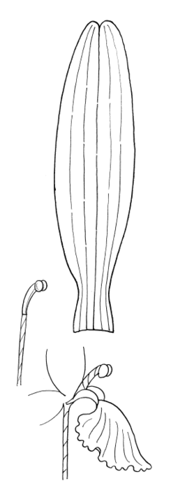 Орхидеи из ткани. МАСТЕР-КЛАСС (4) (265x700, 48Kb)