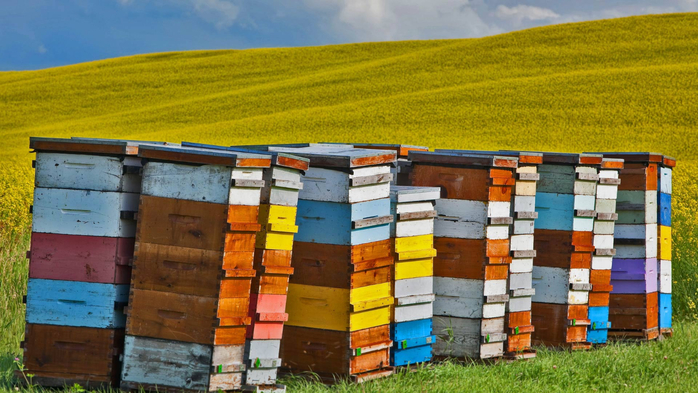 CanolaBeehives_EN-US10699197880_1920x1080 (700x393, 390Kb)