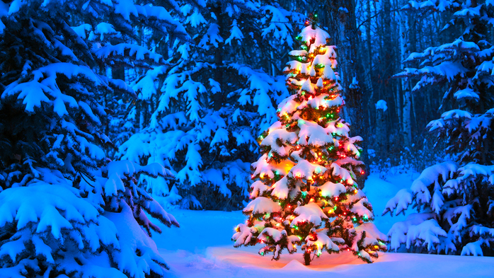 Christmas tree glowing outdoors in the forest at dusk (700x393, 539Kb)