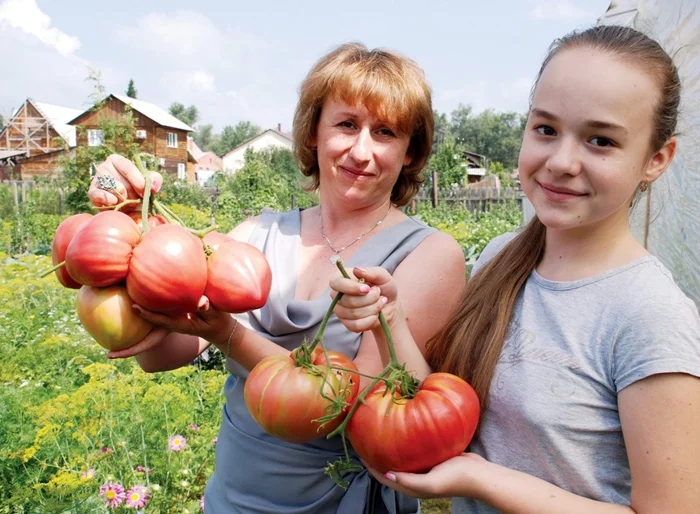 pochemu-pomidory-v-proshlom-byli-takimi-sochnymi-i-vkusnymi-2 (700x514, 193Kb)