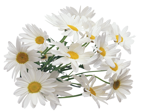 !!!!flower-002 (260x200, 290Kb)