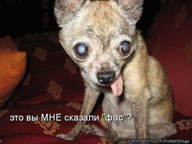 4743317_l (650x487, 52Kb)