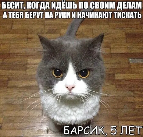 4743317_i_8_jpegpa (469x450, 86Kb)