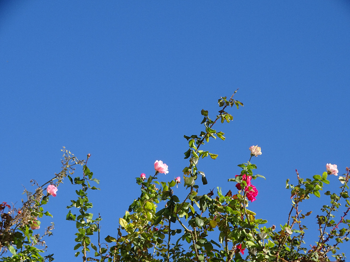 DSC01152 (700x525, 421Kb)