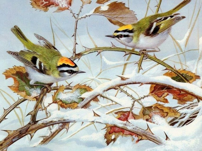 Basil  Ede (700x525, 441Kb)