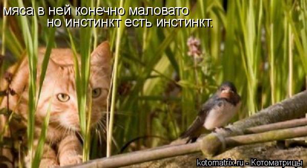 4743317_O5 (600x330, 38Kb)