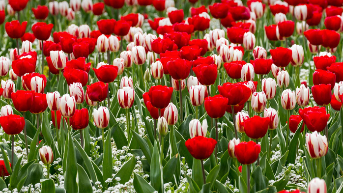 Red and white tulips for St Georges Day (700x393, 456Kb)