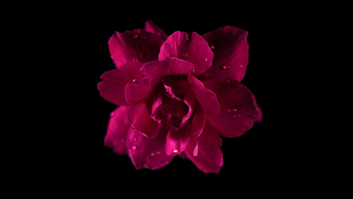 Red rose on black background (700x393, 92Kb)