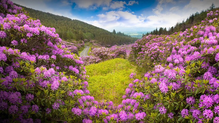 Rhododendron forest valley, The Vee in county Tipperary, Ireland (700x393, 499Kb)