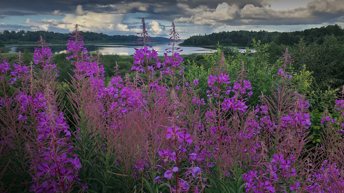 Summer landscape with a river and cloudy sky behind blooming Chamerion angustifolium, Russia (700x393, 437Kb)