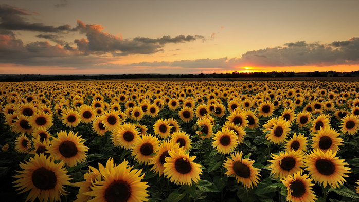 Sunflower field at sunset, Bishop's Waltham, Hampshire, England, UK (700x393, 421Kb)