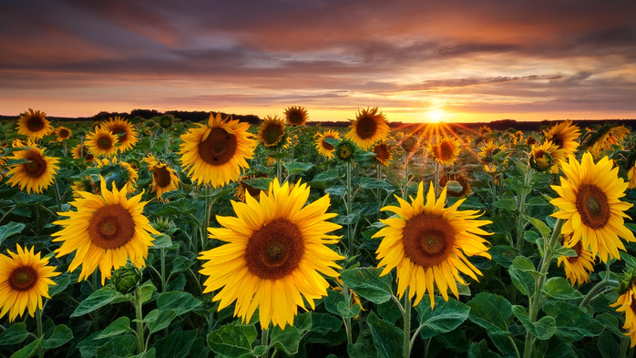 Sunflowers field at sunset, Germany (700x393, 407Kb)