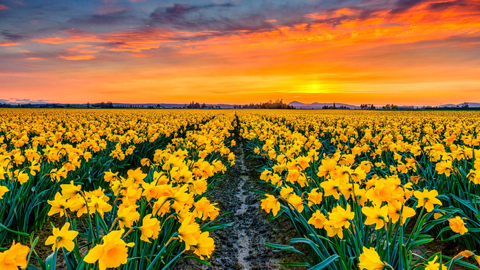 Sunset with blooming daffodils (narcissus) in Skagit Valley, Washington, USA (700x393, 510Kb)