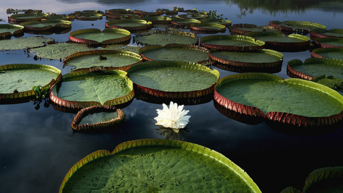 Victoria water lilies (Victoria regia) sunrise, Paraguay River, Pantanal, Brazil (700x393, 342Kb)