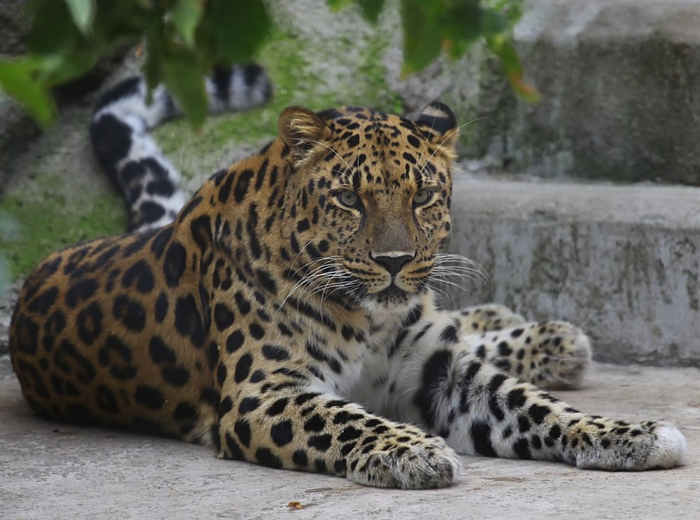 12 Far Eastern Leopard3 (700x520, 334Kb)