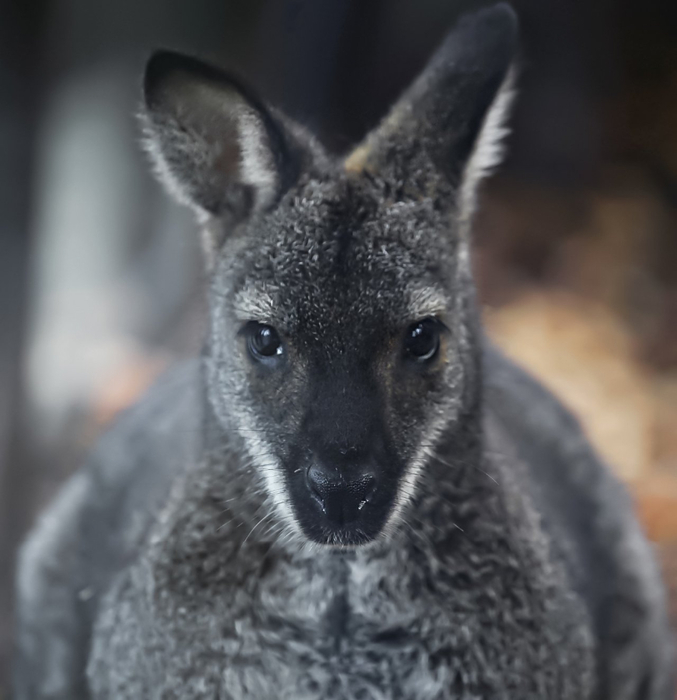 17 Kangaroo (677x700, 249Kb)