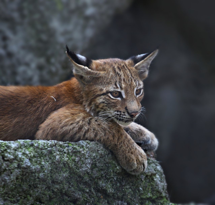 22  Lynx (700x667, 347Kb)