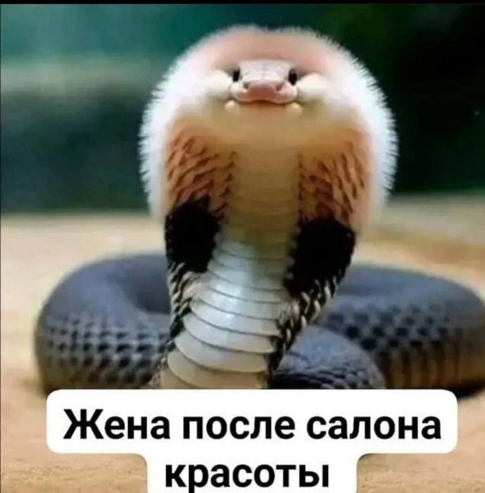 4743317_i_webppa (689x700, 215Kb)