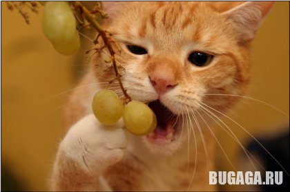 4743317_1138969885_redcat3 (420x279, 22Kb)