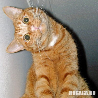 4743317_1138969837_durko (400x400, 40Kb)