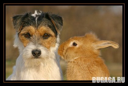 4743317_1138969909_dog_and_rabbit (420x285, 26Kb)