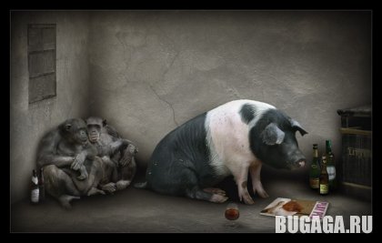 4743317_1138969900_pig_and_monkeys (420x267, 18Kb)