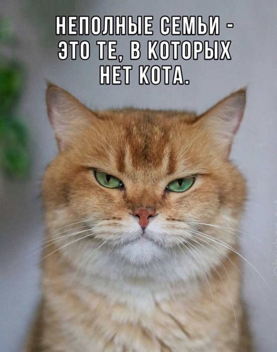 3416556_423555179_122120025044165298_5744529653904164419_n (551x700, 235Kb)