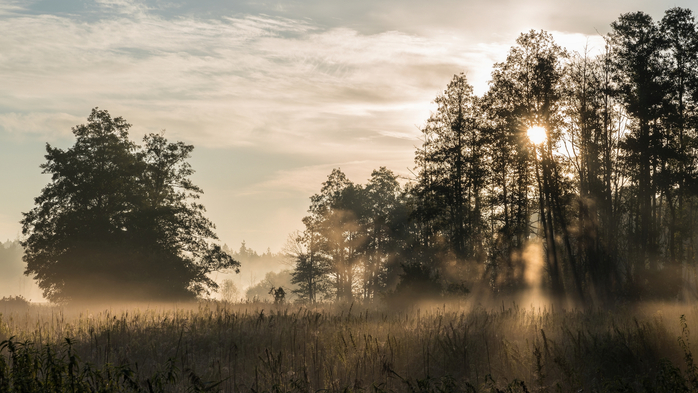 Fog (700x393, 339Kb)