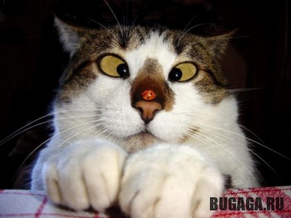 4743317_1138969936_madcat2 (420x315, 23Kb)