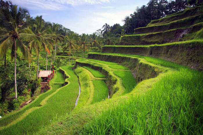 1649205176_63-vsegda-pomnim-com-p-bali-indoneziya-priroda-foto-74 (700x466, 78Kb)