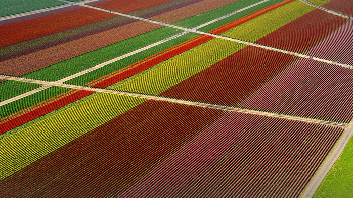 Skagit Valley aerial view of tulip fields and paths, Washington state, USA (700x393, 586Kb)