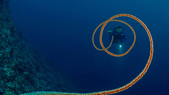 Spiral whip coral off the coast of Indonesia (700x393, 282Kb)
