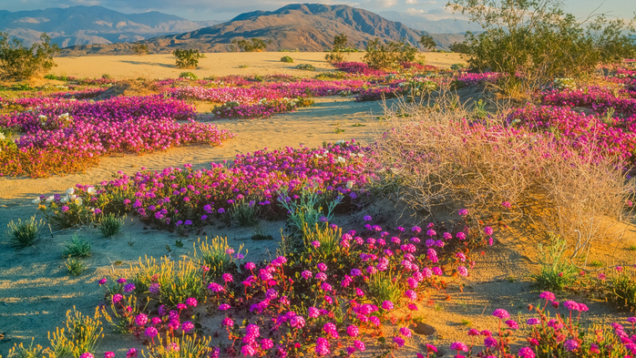Spring wildflowers in Anza-Borrego Desert State Park, California, USA (700x393, 546Kb)