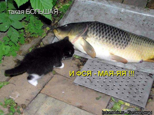 4743317_3 (640x480, 70Kb)
