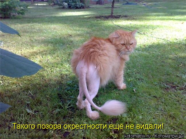4743317_4v (650x488, 72Kb)