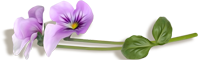155056025_5969573_152525762_5969573_razdelitel_1 (198x60, 19Kb)