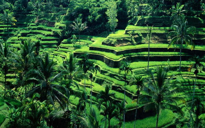 terraced-field-bali-indonesia-green-wallpaper (700x437, 76Kb)