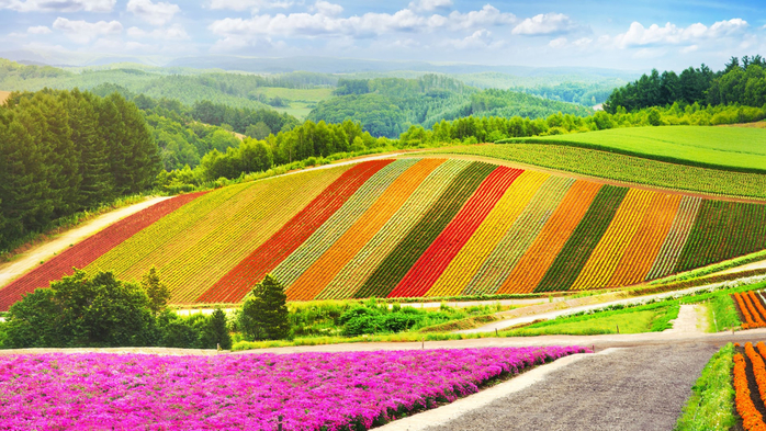 Summer flowers garden colorful hill at Biei, Hokkaido, Japan (700x393, 501Kb)